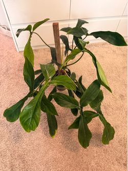 XL Philodendron Bette Waterbury Plant - 6inch