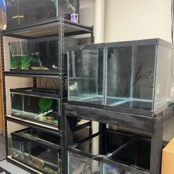Fish Room For Sale 