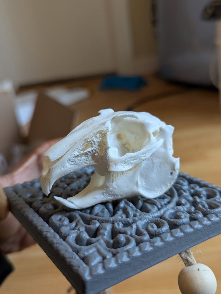 Rabbit Skulls & Rooster Hips, Taxidermy