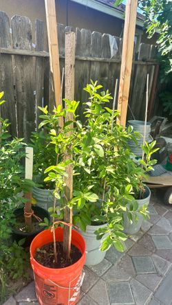 Pink guayaba plants