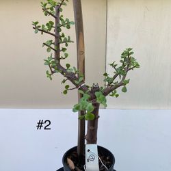 #2- Elephant Bush Plant 