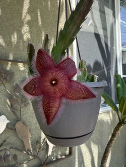 Blooming now starfish stapilia
