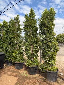 Indian Laurel ficus 25 gal
