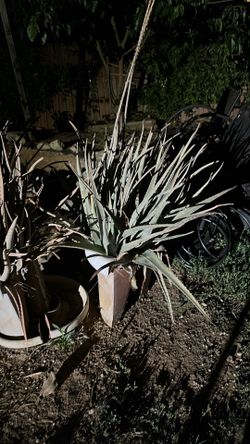 Aloe plants