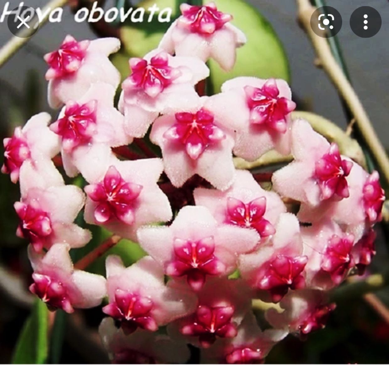 Obovata Splash Hoya Plant - 6” Nursery Container 