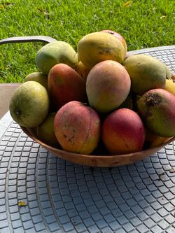 Organic  ripe mangoes, right from the tree