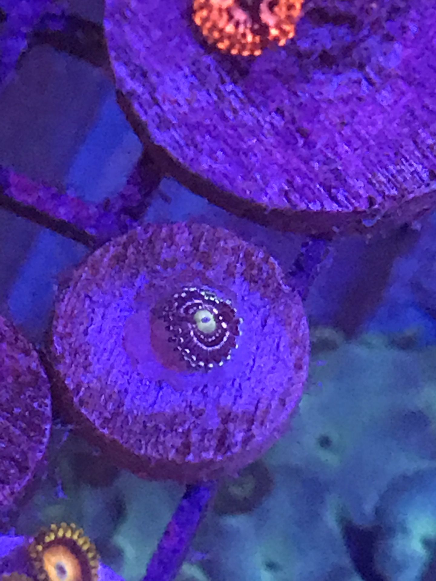 ASD Atmosphere zoanthid coral for reef / saltwater tank