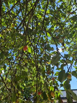 Crab apples