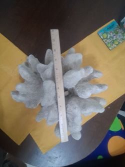Natural catspaw coral specimen