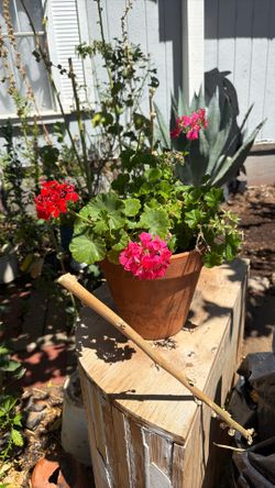 Mix Colors Geraniums 