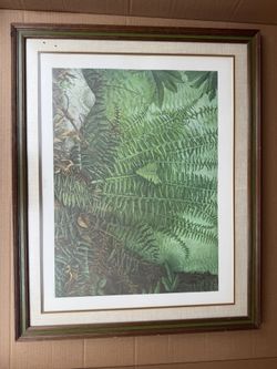 Christmas Fern (Polystichum acrostichoides) M Saito