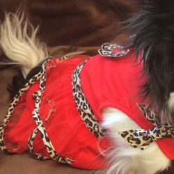 Dog Dress Red And Leopard Trim
