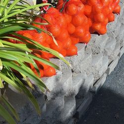 Fresh Oranges Picked Daily