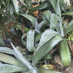 Agaves 