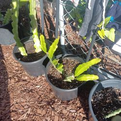 Dragonfruit Plant