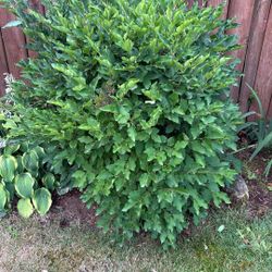 2 Dwarf Mature Lilac Bushes/ Purple Flowers 