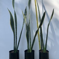 Yellow Sanseveria Snake Plant 