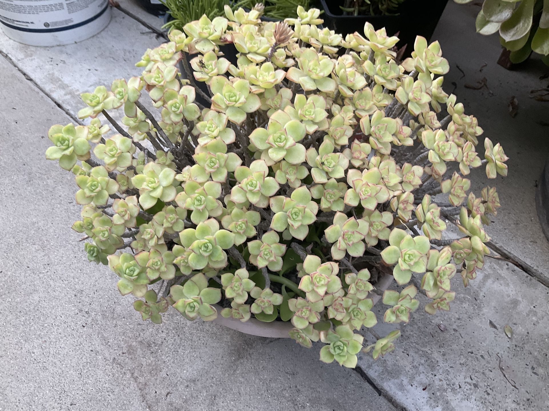 Potted Succulents Plants Beautiful