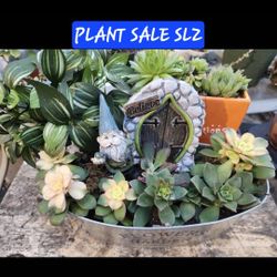AEONIUMS AND SUCCULENTS  SALE TODAY IN SAN LORENZO