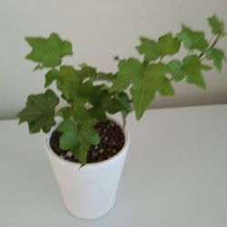 Ivy Plant in White Ceramic Pot $6