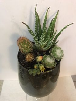 Terrario en copa de vidrio lindo para adorno incluye cactus y suculentas