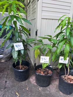 Mango tree