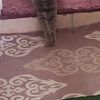 Jenny