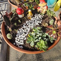 Succulent Garden