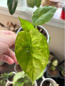 Alocasia Gageana