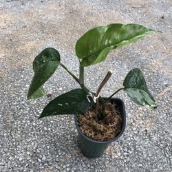 Varigated epipremnum pinnatum 