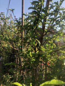 Nectarine