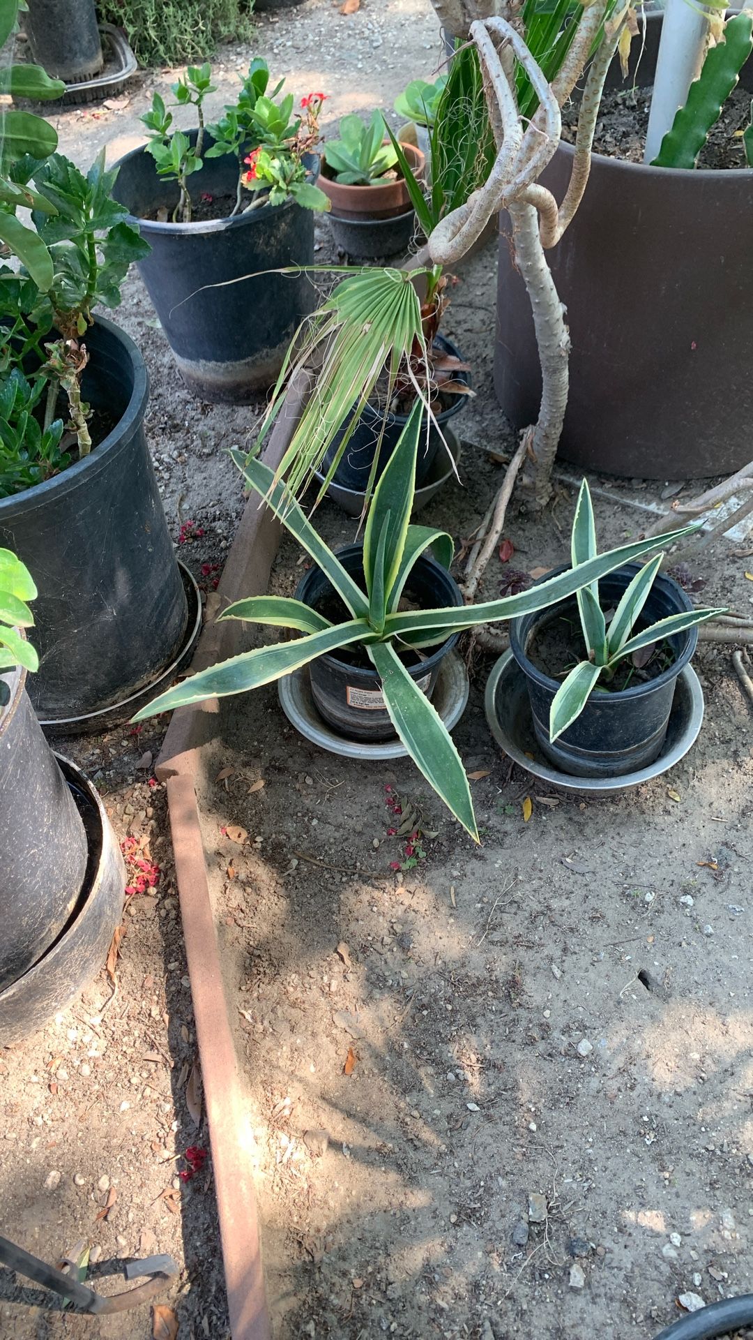 Beautiful Plant