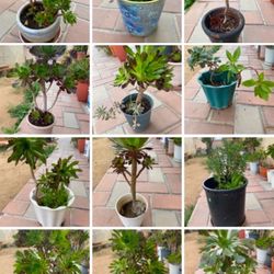 Naturals Plants 