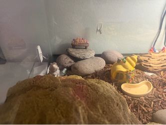 40 gallon tank