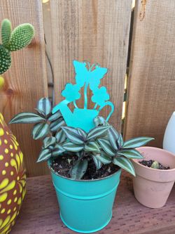 Plant