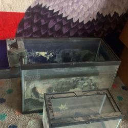 Fish Tank / Lizard Tank!! 20$