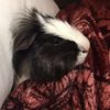 Osito