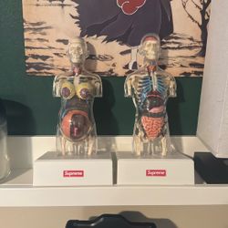 Supreme Collectable Anatomy Display (set)