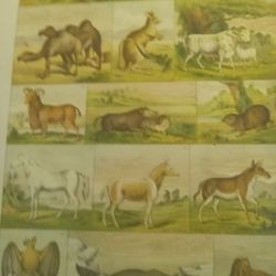 Antique Pages Natural History Im SCRIPTURE