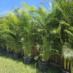 arecas over 8 feet tall Instant Privacy Hedge For Fence Green Full 