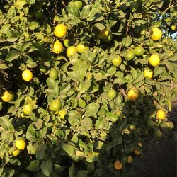 Lemon Organic 1 lb .75