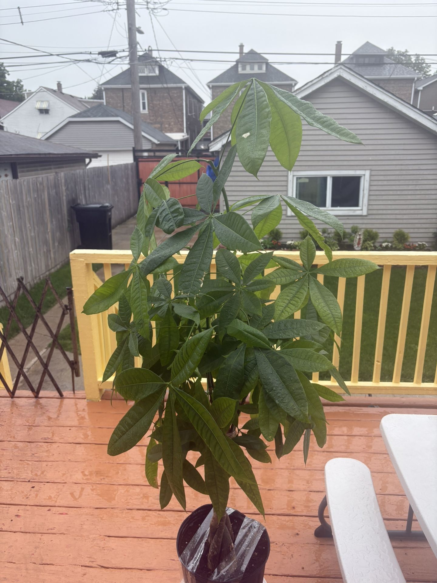 Money Tree For Sale