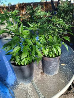 Chile tepin