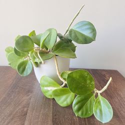 Hoya pachyclada in 6" white clay pot