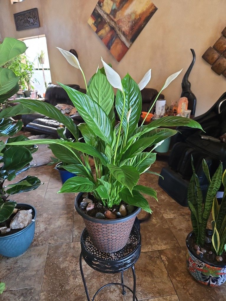 Live Peace Lilly Plant  In copper Pot With River Rocks