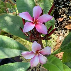Plumeria
