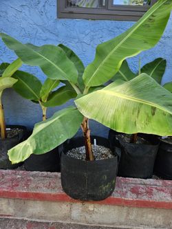 Grand Nain Banana MusaTree Pups 3-4ft Plus  Feet