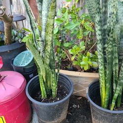 Plantas 15 Cada Una