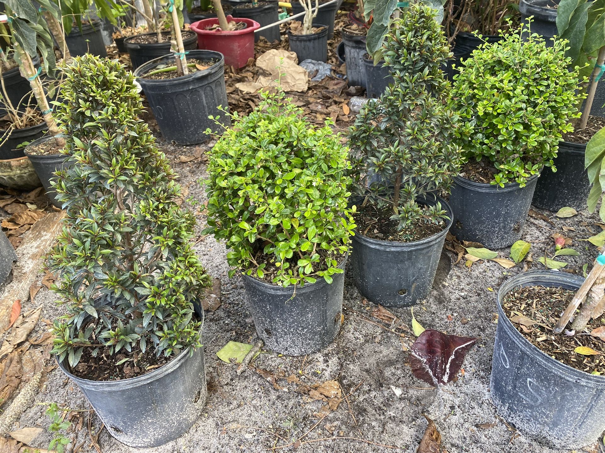Topiary-3 gallon 12”