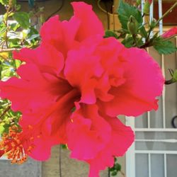 Hibiscus Trees Or Bushes Double Flawer 3 1/2 $30 Each Price Firm 